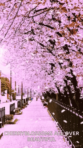 Flower, Cherry Blossom