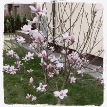 Gif coup de coeur  - Page 11 Flower-magnolia