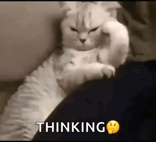 Gif coup de coeur  - Page 12 Thinking-cat