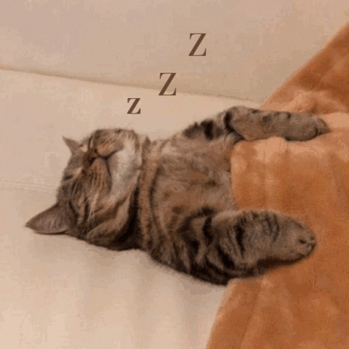 Gif coup de coeur  - Page 11 Waking-up-cat